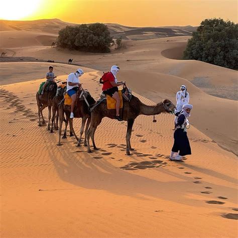 Explore the Best Camel